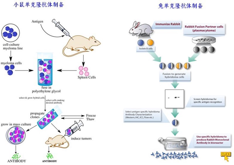 生物制品定制：助力医药研发的新时代引擎